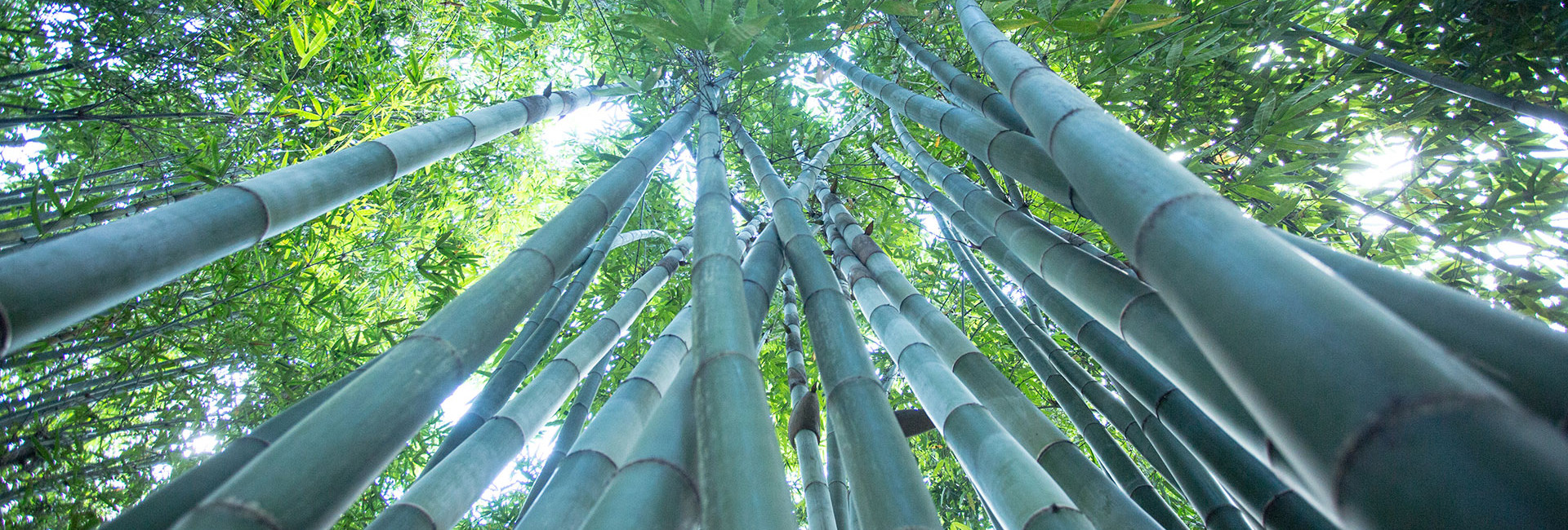 bambus eksperter