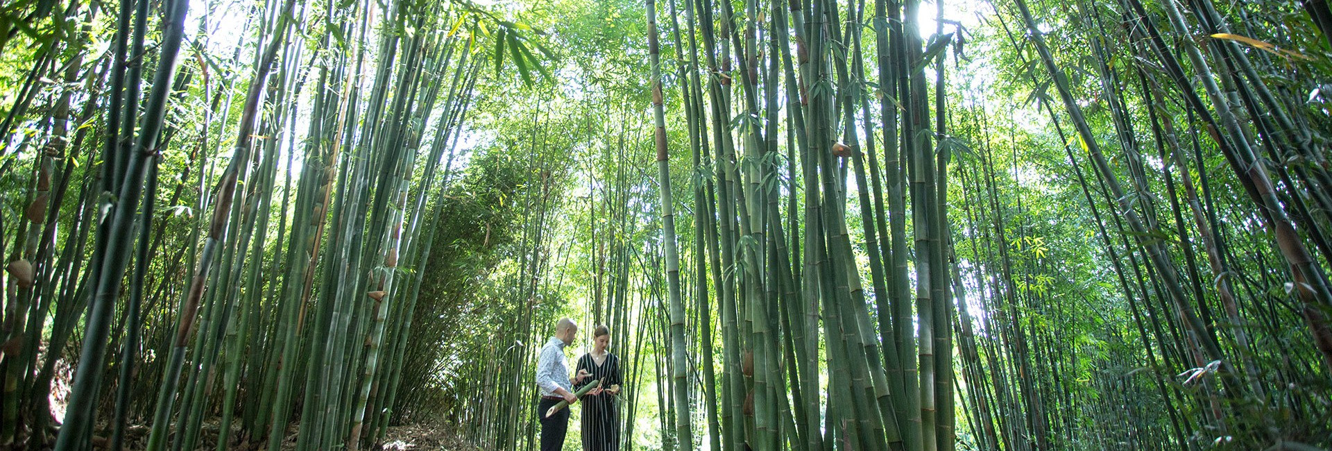 Bambus viden